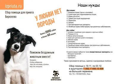 Более 200 килограммов благотворительной помощи собрали нижегородцы в помощь  бездомным животным | Информационное агентство «Время Н»