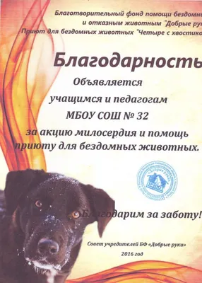 Туймазинцев приглашают принять участие в благотворительной акции для помощи  бездомным животным