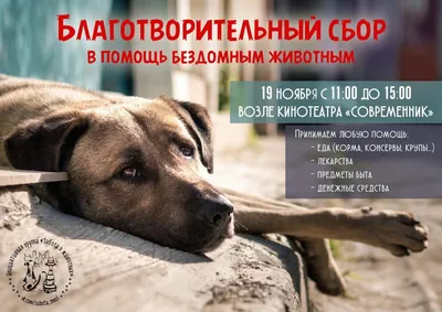 Проведение благотворительной акции помощи бездомным животным: как это  сделали HOSTiQ.ua