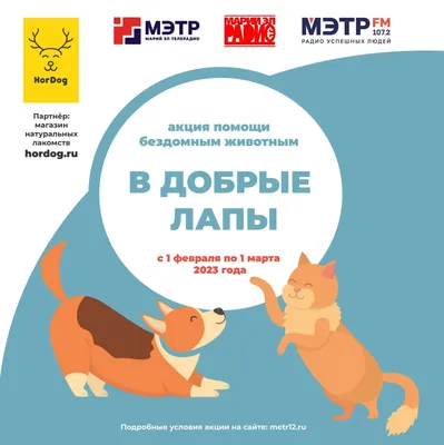 Приютам – уют: стартовала Всероссийская акция помощи бездомным животным