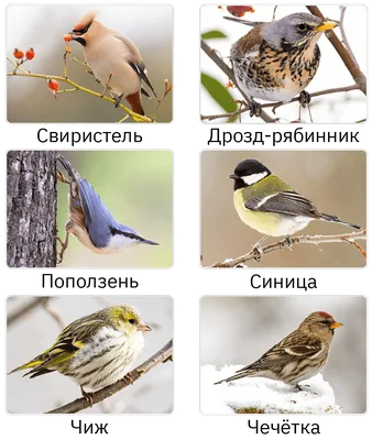 Проект «Как помочь птицам зимой?».