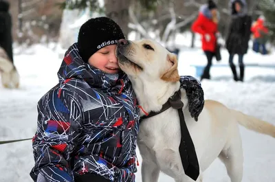 Помощь бездомным животным Кыргызстана. - Бишкек В районе рынка  \"Кудайберген\",110 квартал, потерялась собака породы золотистый ретривер.  Кличка Чарли. Помогите найти! 0555914166 | Facebook