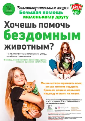 В России запустили онлайн-флешмоб по оказанию помощи бездомным животным:  Новости ➕1, 27.02.2020