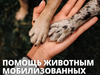 Помощь животным в приютах России » «Платформа. Устойчивое развитие» -  деловое издание