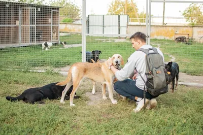 В Подольске проходит акция в помощь животным из приютов