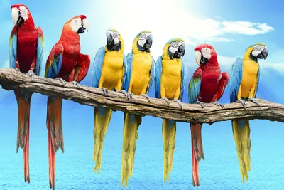 Кольчатые попугаи — Википедия