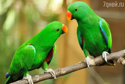Диета для попугаев: что можно и чего нельзя делать