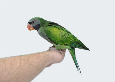 Топ 10 самых умных пород попугаев - Зоомагазин MasterZoo