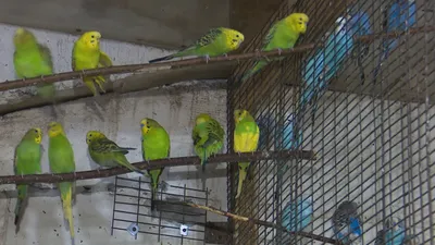 Лечение попугаев на дому - услуги орнитолога в СПб и ЛО круглосуточно