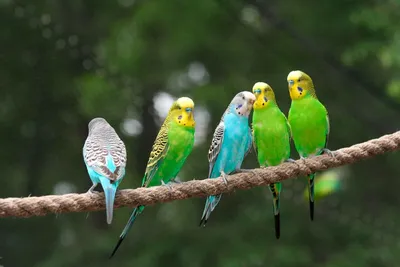 Влюбленные попугаи: фото птиц-попугаев изображение_Фото номер 352407743_  Формат изображения_ru.lovepik.com