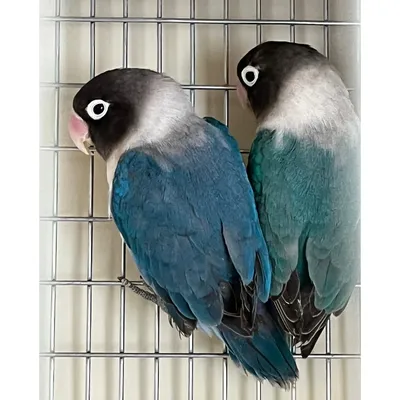 Попугаи - неразлучники в продаже отделе птиц @aqualogosokol Специальные  цены: ▪️Попугай Неразлучник Масковый голубой - 3600 рублей ▪️… | Instagram