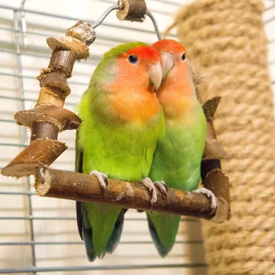 lovebird parrot how to determine gender - YouTube