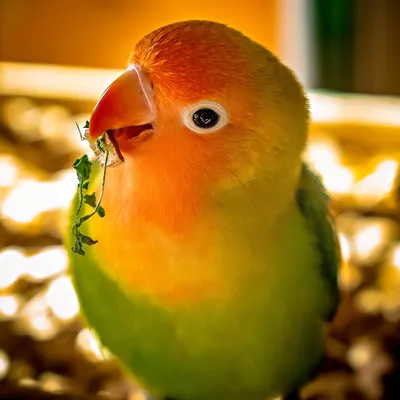 Неразлучники – красивые, яркие, миниатюрные попугаи,: 2500 KGS ᐈ Птицы |  Бишкек | 97684649 ➤ lalafo.kg