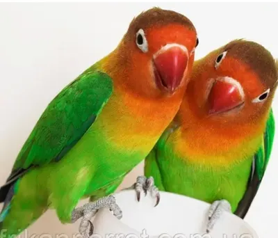 Обои неразлучники, попугаи, птицы, пара, разноцветный картинки на рабочий  стол, фото скачать бесплатно