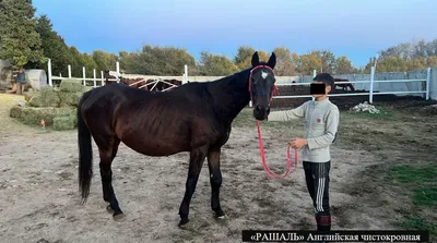 Что такое породистая лошадь? | Пикабу