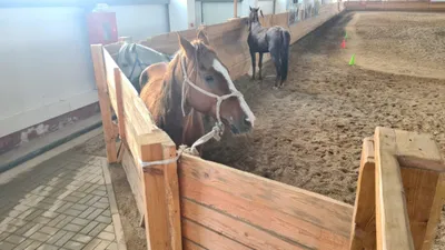 ГКНБ: У покойного Камчы Кольбаева изъяты породистые лошади на полмиллиона  долларов – Сводка АКИpress