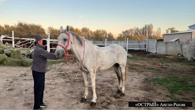 В Балахтинском районе нашли четырех пропавших породистых лошадей