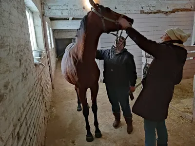 Восемь породистых лошадей Камчи Кольбаева конфисковал ГКНБ - | 24.KG