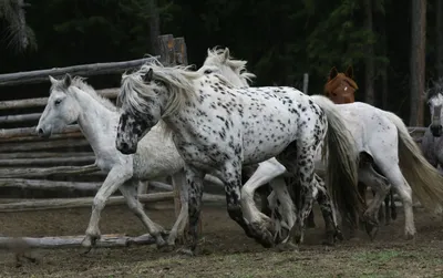 Международная выставка-шоу лошадей \"Осень 2023\"