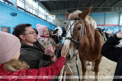 Два десятка породистых лошадей в Якутске оказались на грани выживания |  ТайгаПост