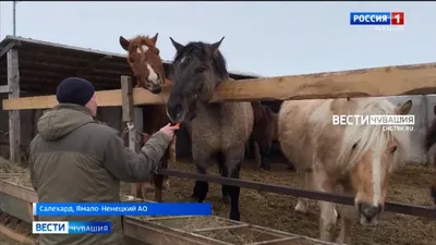 Пятковский предприниматель разводит породистых лошадей - YouTube