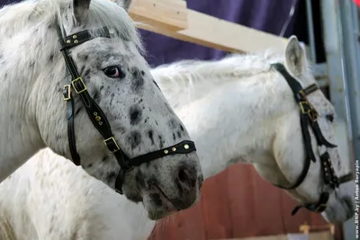 Первый конный: породистых лошадей отправили в КНДР с Дальнего Востока —  Новости Хабаровска