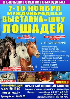 Выставка-шоу породистых лошадей «Осень-2023» проходит в Могилеве