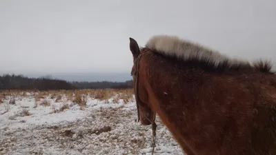 Сколько потратят на развитие казахских пород лошадей