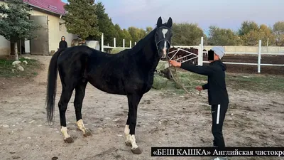 лошади | Belarusian News Photos