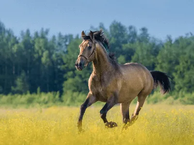 Породистые лошади