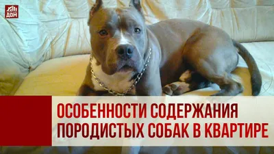 Женщина похитила двух породистых собак в Сергиево-Посадском городском  округе - KP.RU