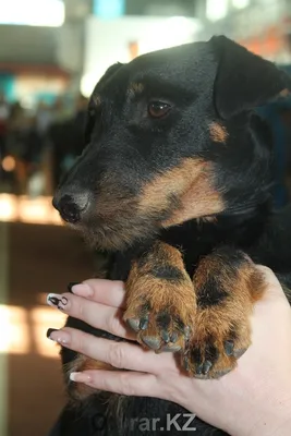 В Воронеже владельцы породистых собак отказались помогать бездомным  дворнягам