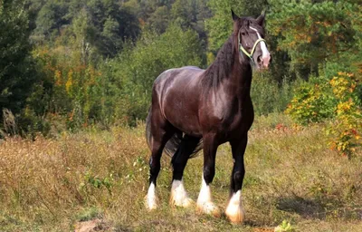 Karabakh Horse Azerbaijan - Breeder Guluzadeh - Дети Карабахов - Донская порода  лошадей. Донская верховая лошадь. Начало этой породы было положено в  XVIII–XIX веках. Из дальних походов привозили донские казаки восточных  лошадей (
