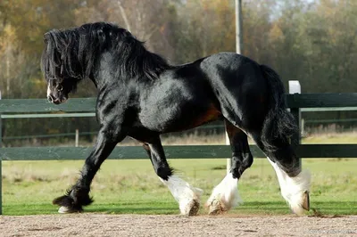Породы лошадей: все породы лошадей с фото, самые красивые породистые лошади  | Блог зоомагазина Zootovary.com