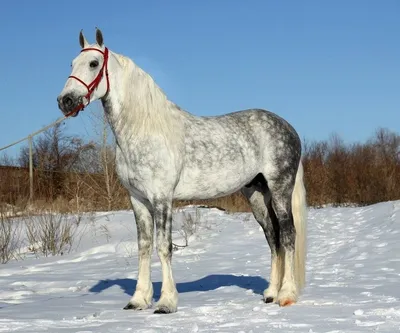 фризская порода лошадей | Лошади, Лошадь видео, Конюшни