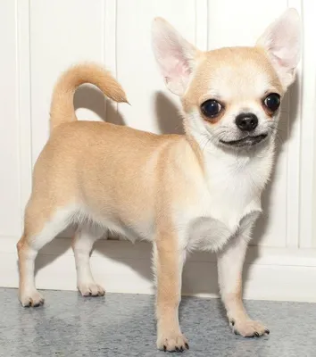 Чихуахуа собака: фото, характер, описание породы