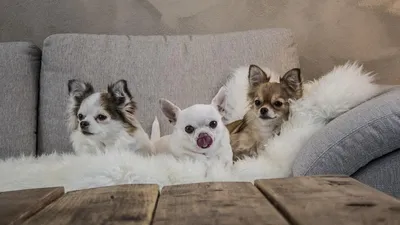 Чихуахуа (Chihuahua) - это яркая, очень активная и любознательная порода  собак.