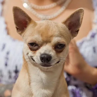 Royal Canin Chihuahua Adult сухой корм для собак породы чихуахуа в возрасте  8 месяцев - 1,5 кг - купить в Москве | КотМатрос