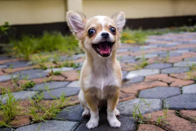 Чихуа-хуа / Чихуахуа - «Стоит ли заводить собаку самой маленькой породы в  мире? » | отзывы