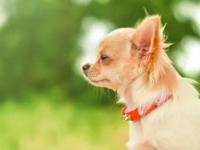 Тест: Хорошо ли Вы знаете собак породы чихуахуа? | Собаки | Dogsacademy.ru  | Дзен