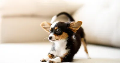 Чихуахуа - 92 фото самой маленькой, карликовой породы собак