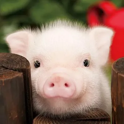Как кормить поросят без свиноматки? - Искусственное вскармливание