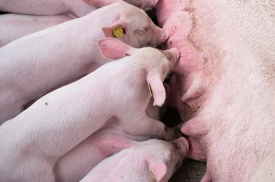 Содержание поросят. Условия для выращивания здоровых свиней