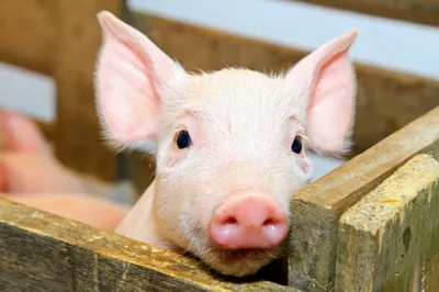 Как бороться со стрессом у свиней и поросят: способы