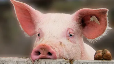 ЗДРАВУР БОРЕНЬКА для поросят и свиней, 600 г. купить в Новосибирске с  доставкой в интернет-магазине ЗооСАТ