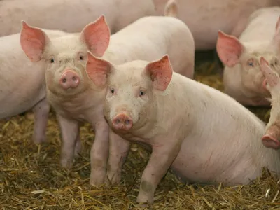Содержание поросят. Условия для выращивания здоровых свиней