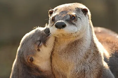 Поцелуи у животных | Otters, Otters cute, Otter love