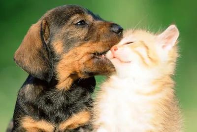 18 целующихся животных, доказывающих, что проявлять нежность умеют не  только люди
