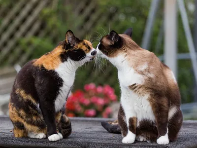 Любовь и поцелуи животных (20 фото)