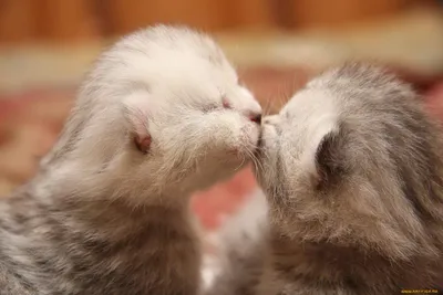 Поцелуи животных кот и кошка» — создано в Шедевруме